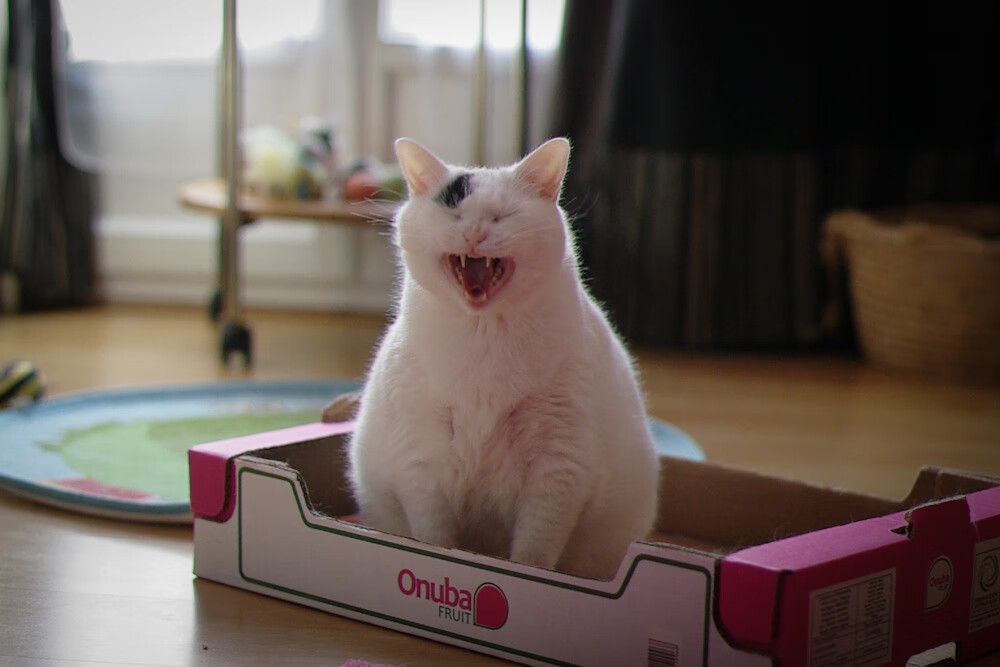 黑白直播在线观看-跨界传奇，2026世界杯之夜，杰伦·格林的星空扣篮