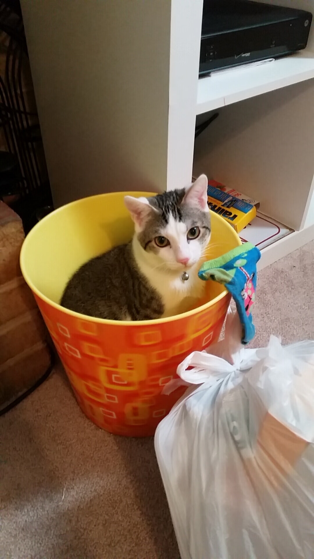 切特狂飙定乾坤，国王轻取灰熊早锁胜局