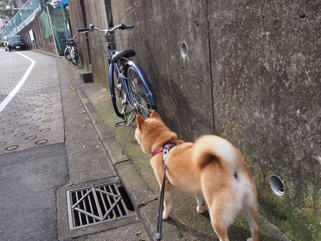 速度与体系的终极对决，当牙买加风暴席卷巴萨，哈兰德化身战术破壁人