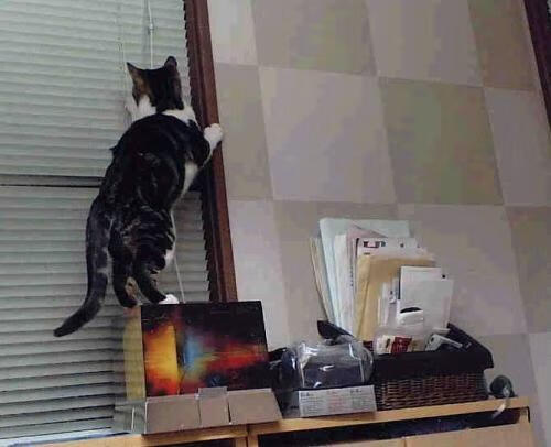 黑白直播免费体育直播-海妖的咆哮，亚平宁刺客力克巴斯克雄狮，伊布式巨星在排名生死战中接管比赛