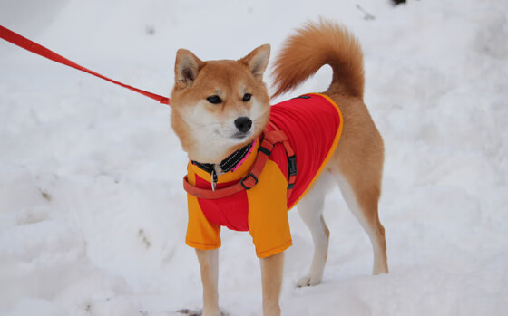 黑白直播nba-武切维奇防线爆破艺术！黄蜂六人上双带走魔术