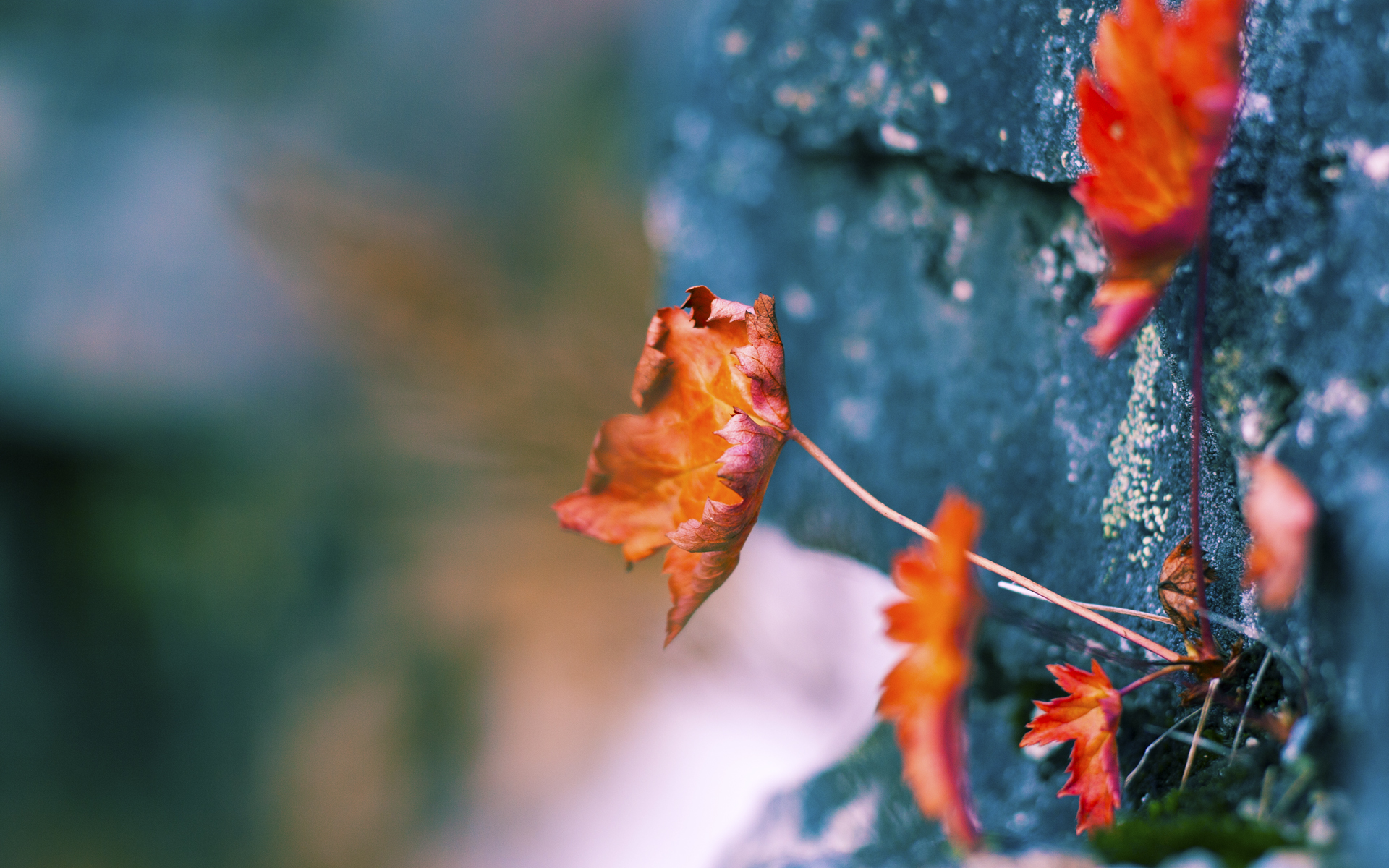 绿茵场与赛道齐辉,乌克兰足球完胜爱尔兰,阿什拉夫F1揭幕战主宰狂飙