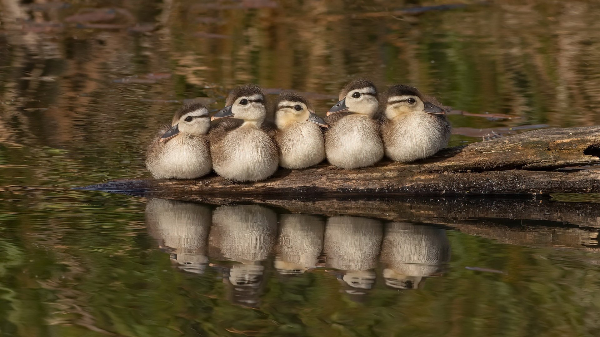 虚拟战场，广厦对阵魔术，恩比德状态火热引爆想象