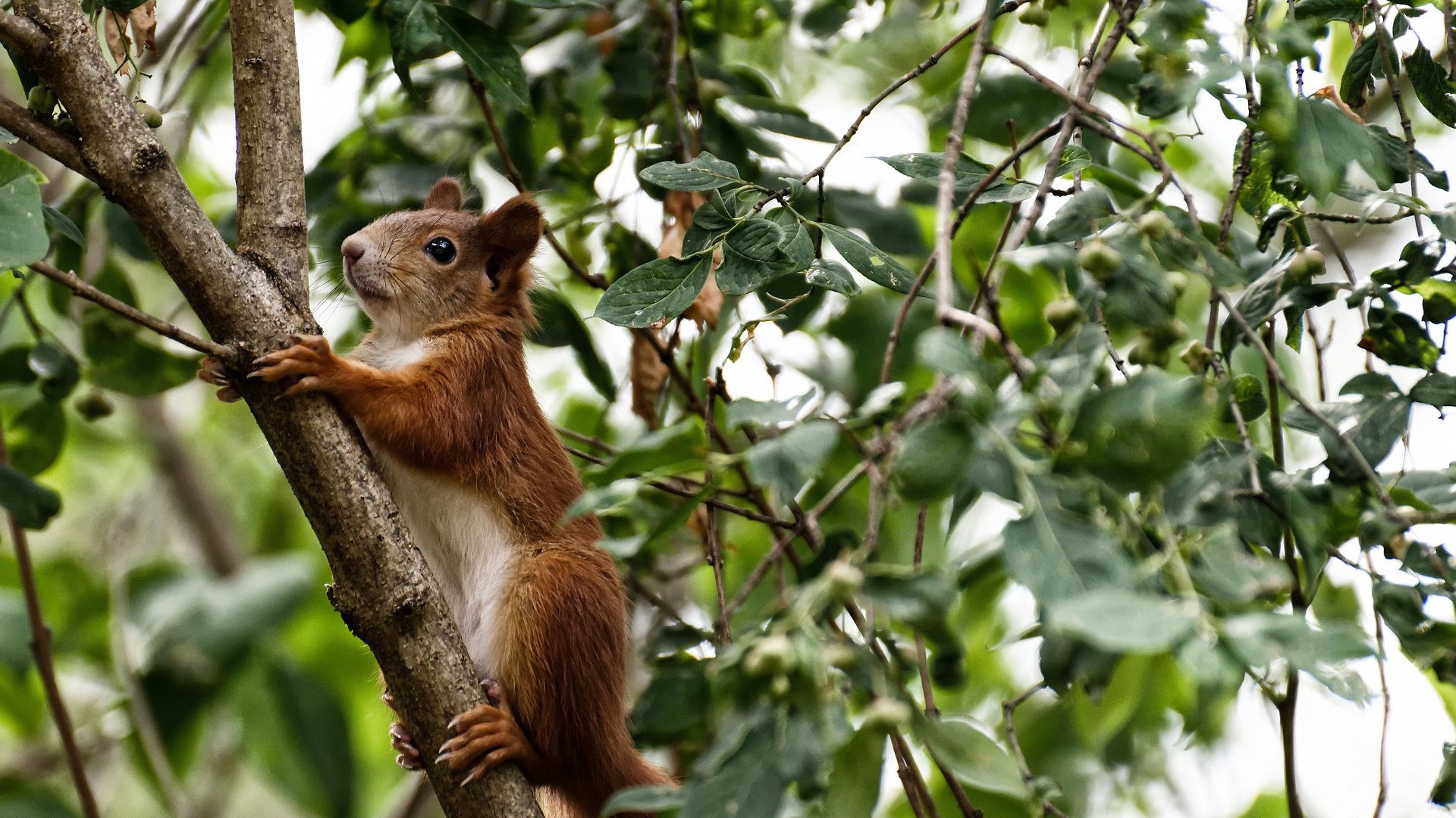 黑白直播在线观看nba-绝地反击!希腊血拼芬兰,这场年度焦点战如何重塑欧洲篮坛格局?