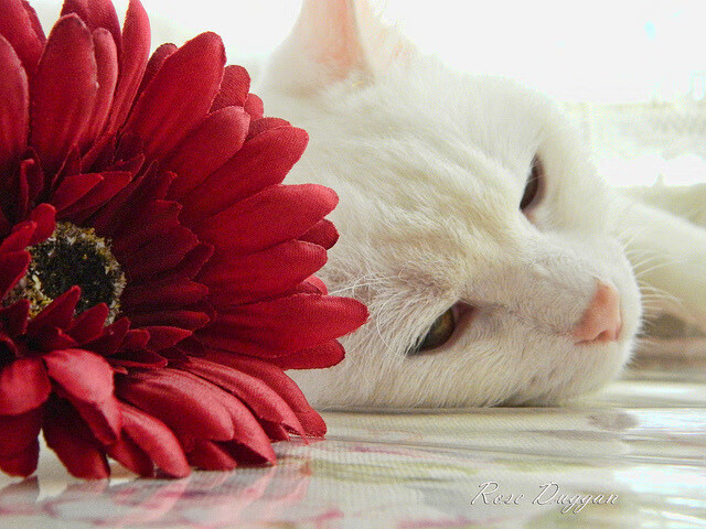 小贾伦筑起钢铁防线，马刺与广厦对决中的终极防守艺术