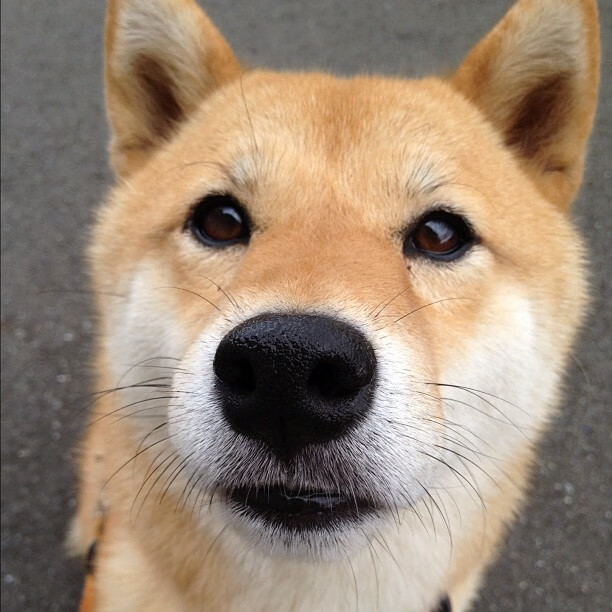 街道狂飙与绿茵洪流，当极速美学冲垮铁血防线