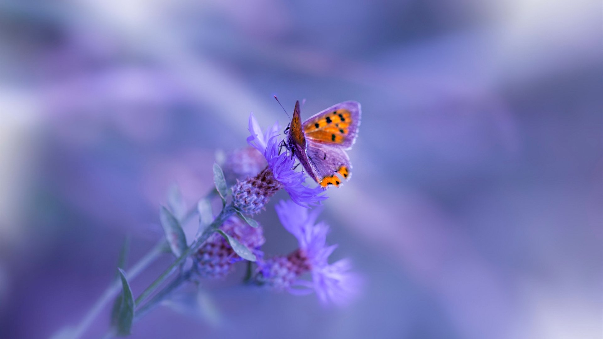 浙江队斩落76人，约基奇化身关键先生背后的战术革命