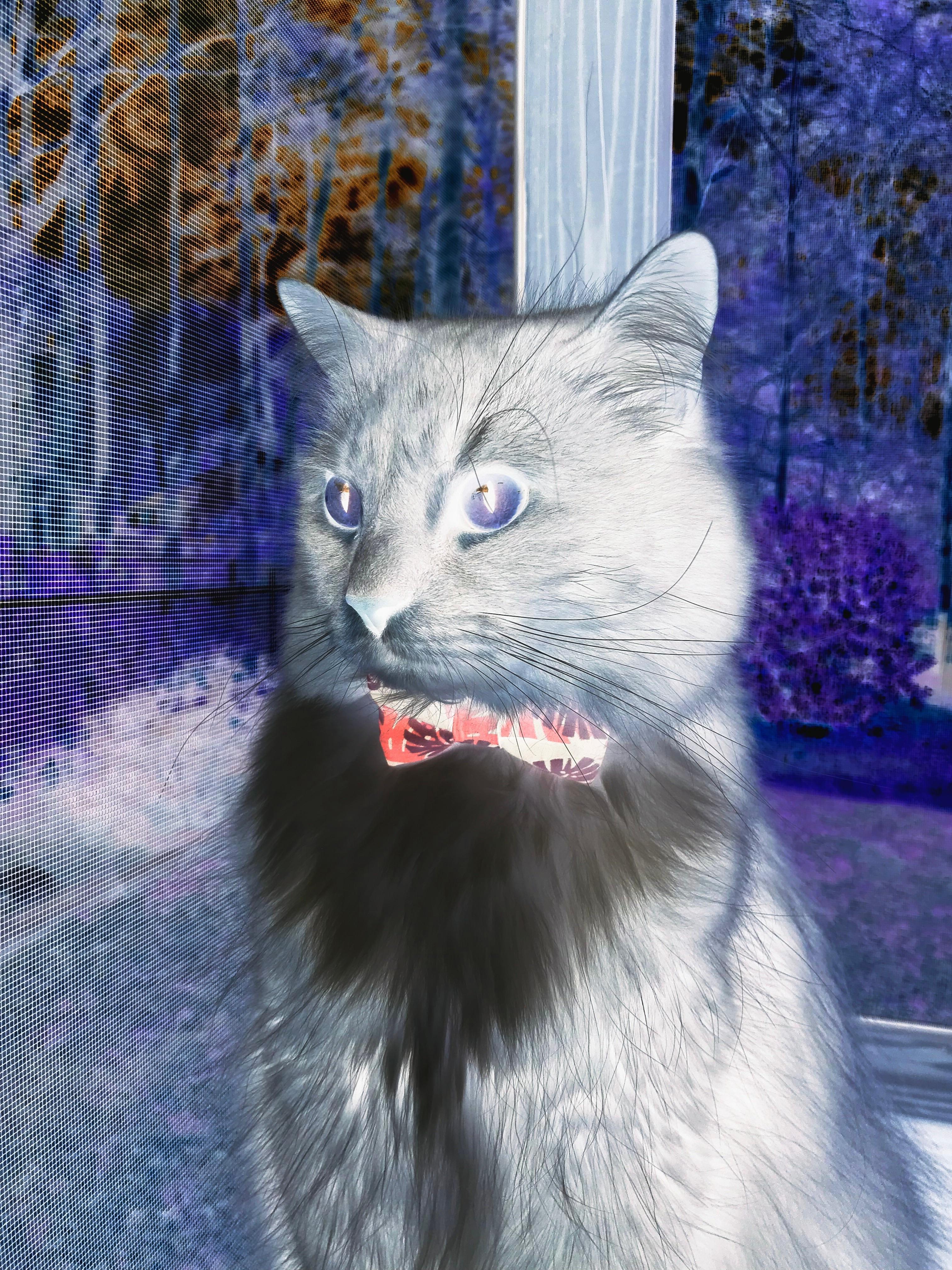 双城记,约基奇的巨星时刻与勇士的体系胜利