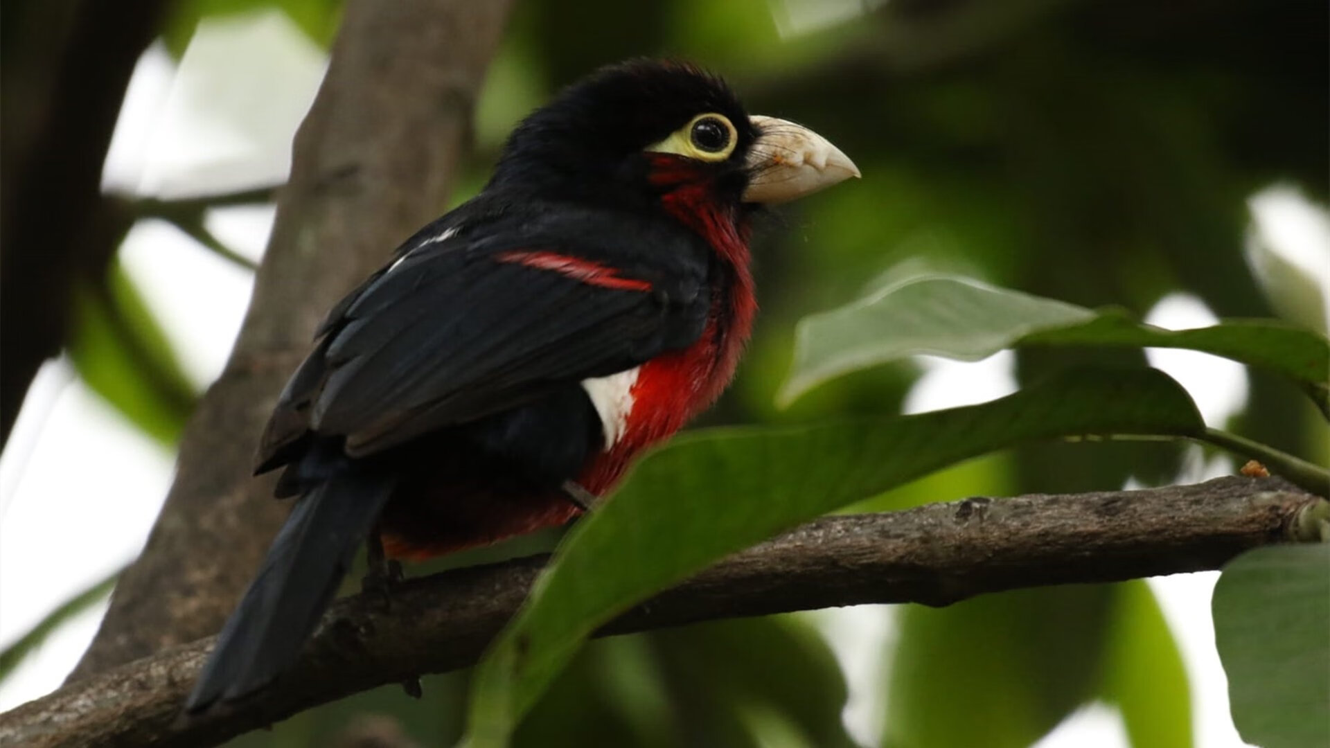 黑白直播在线观看nba-卡马文加,橙衣军团的节奏大师,荷兰中场碾压韩国的战术密码