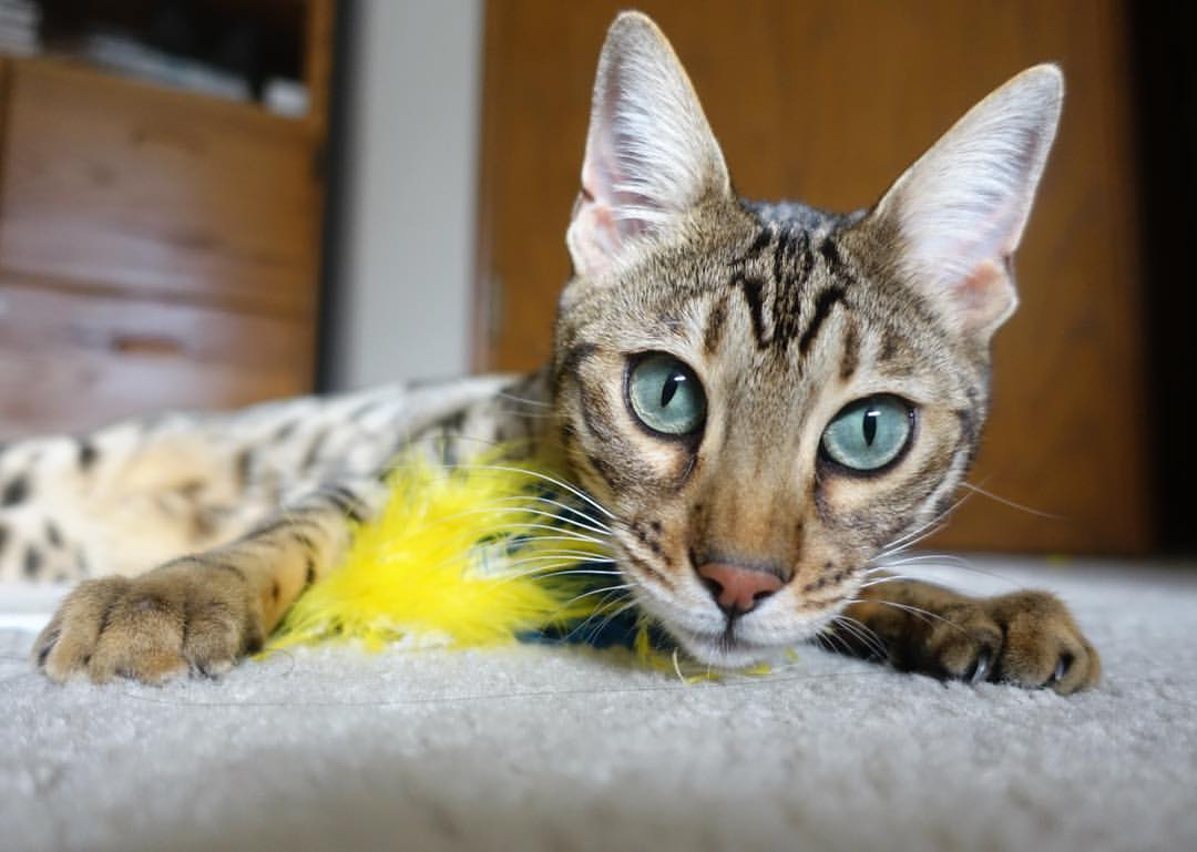 黑白直播在线观看-绿茵硝烟与篮坛烽火,英超、篮网、辽宁的三线决胜时刻