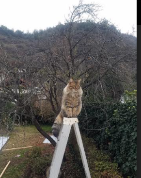 欧冠巨轮碾过风暴眼，摩纳哥闪电战击沉几内亚黑马传奇