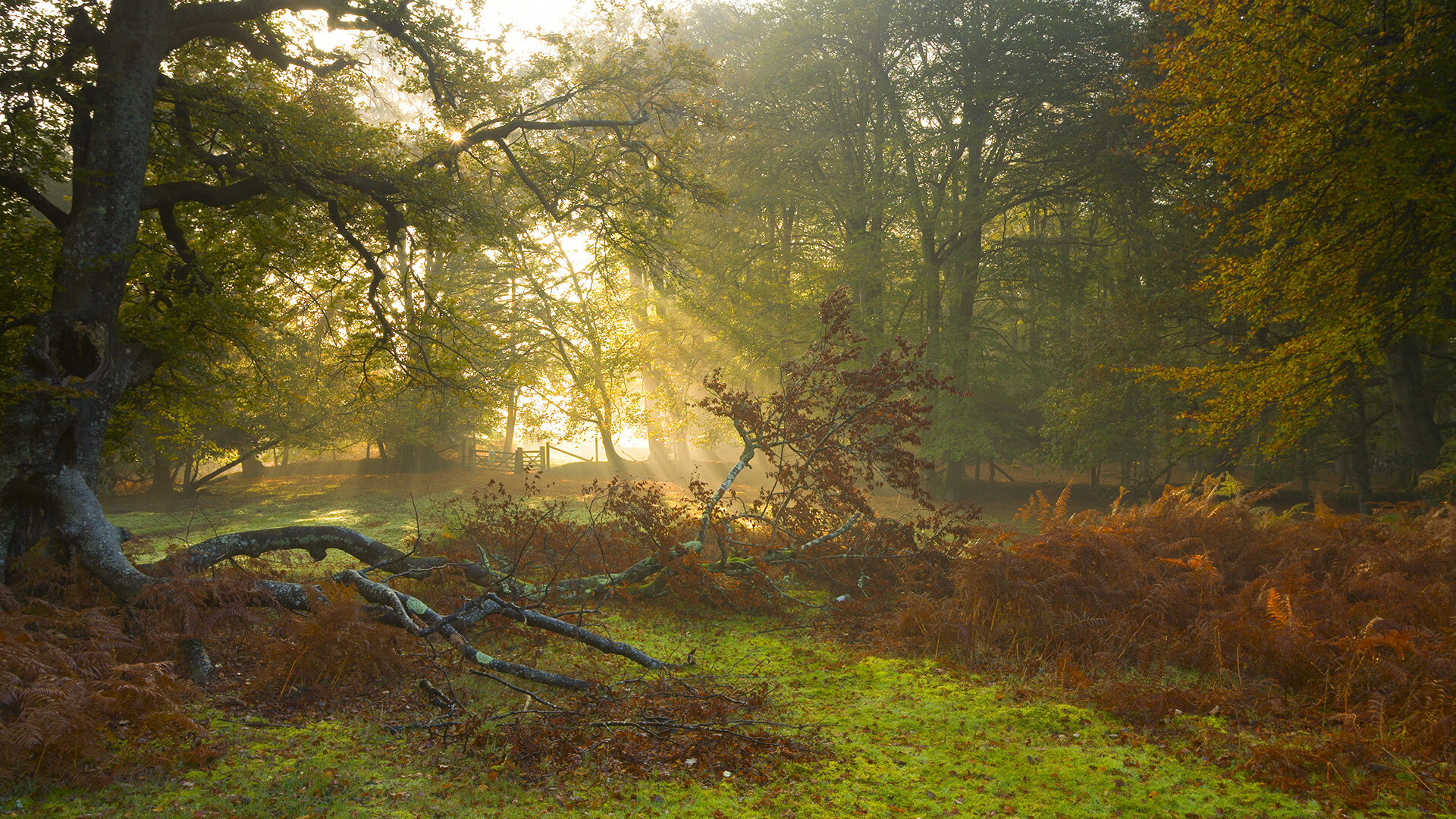 黑白直播nba在线观看-黄金陨落,澳大利亚4-0阿根廷,阿拉巴2026世界杯上演统帅传奇