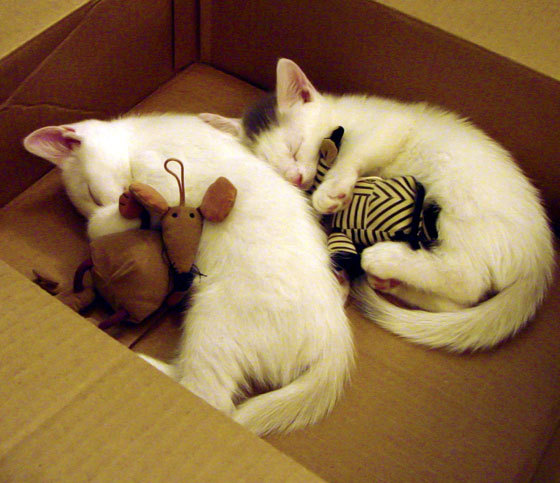 黑白直播网-街头传说，当深圳队用方程式篮球绝杀迈阿密热火