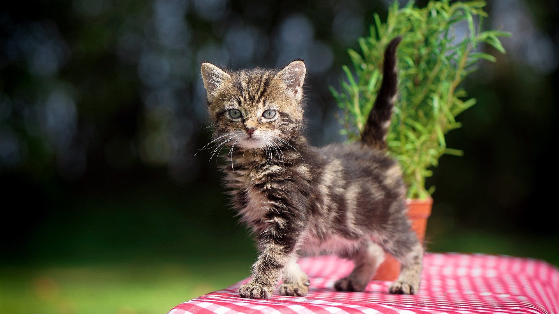 锁与钥,塔图姆的铁血防守与灰熊逆袭背后的篮球哲学