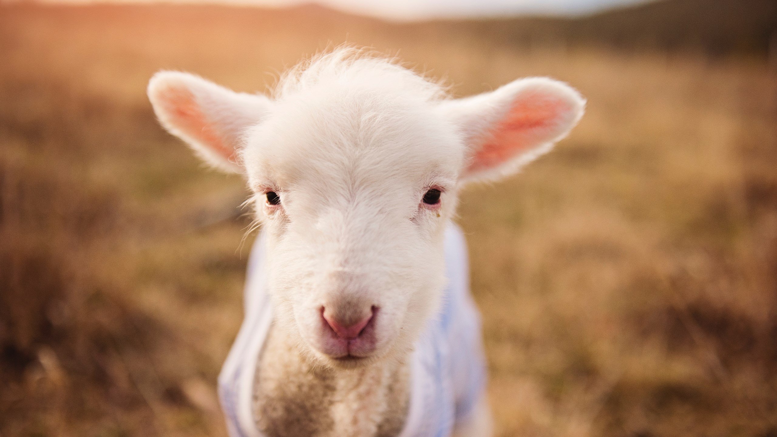 黑白直播体育-奥运前哨战，北京男篮爆冷掀翻独行侠，关键战定义新周期