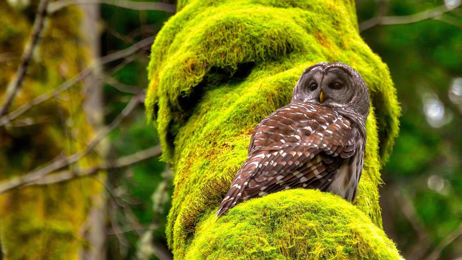 黑白直播在线观看nba-跨界传奇,灰熊巅峰胜雄鹿,小贾伦意甲战场称王