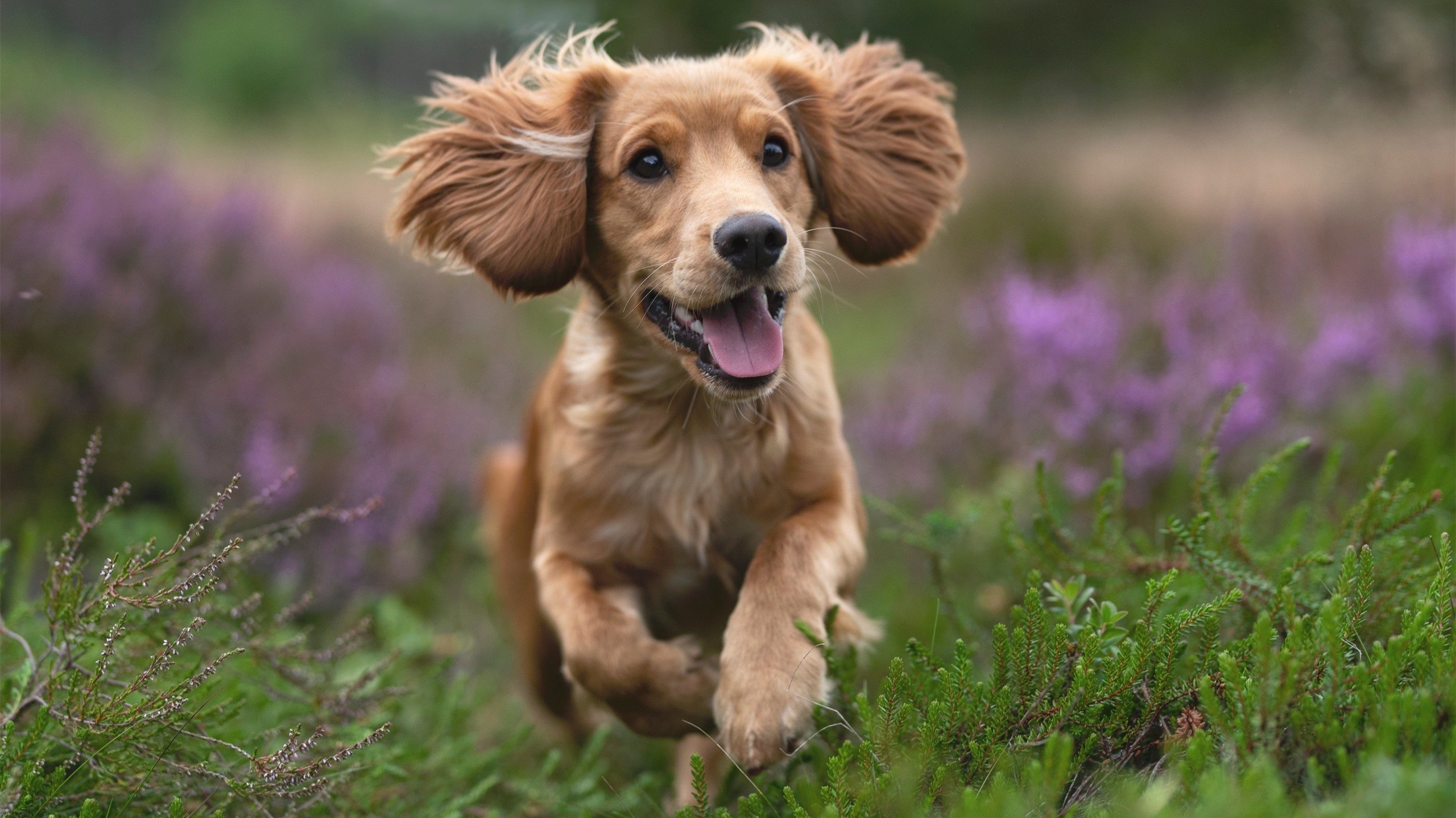 跨界传奇，灰熊巅峰胜雄鹿，小贾伦意甲战场称王