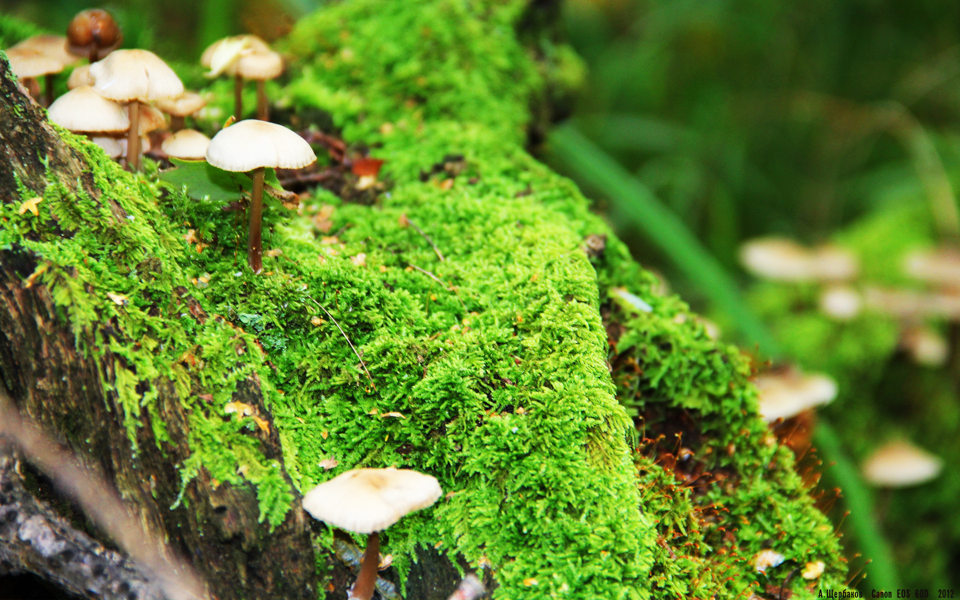 意甲焦点战与比利时爆冷哥斯达黎加，足球世界的激情与意外交响曲